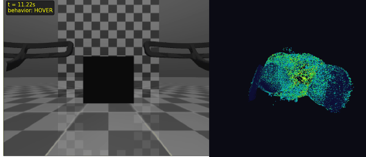 Side by side: a Crazyflie drone's CrazySim view of the world, and an animated heatmap of the fly connectome firing while it pilots.