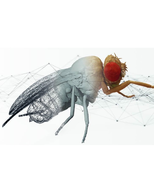 NeuroMechFly v2 — a biomechanical model of an adult fruit fly, micro-CT-scanned and rigged for MuJoCo.